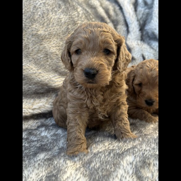 Cockapoo - Both