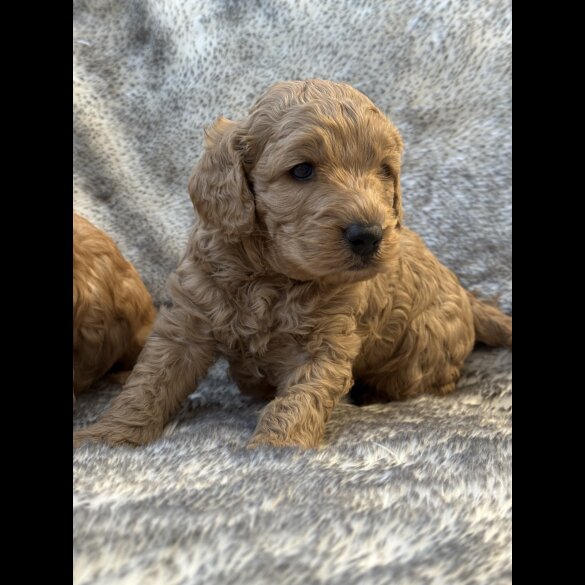 Cockapoo - Both