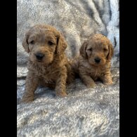 Cockapoo - Both