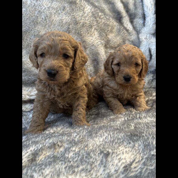 Cockapoo - Both