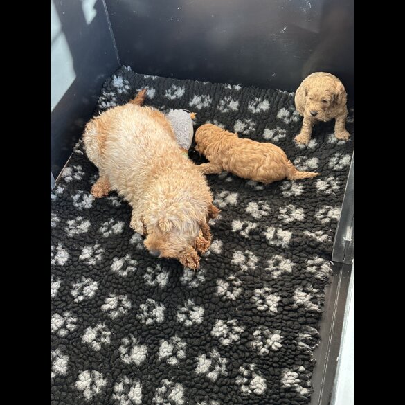 Cockapoo - Both