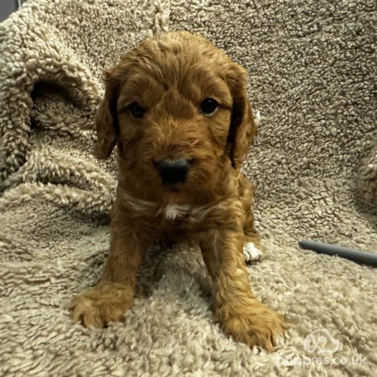 Cockapoo - Both