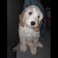 Cockapoo - Both