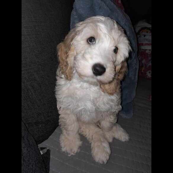 Cockapoo - Both