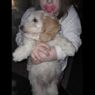 Cockapoo - Both
