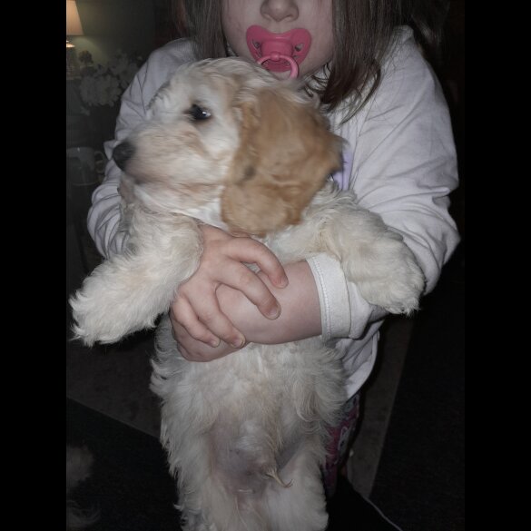 Cockapoo - Both