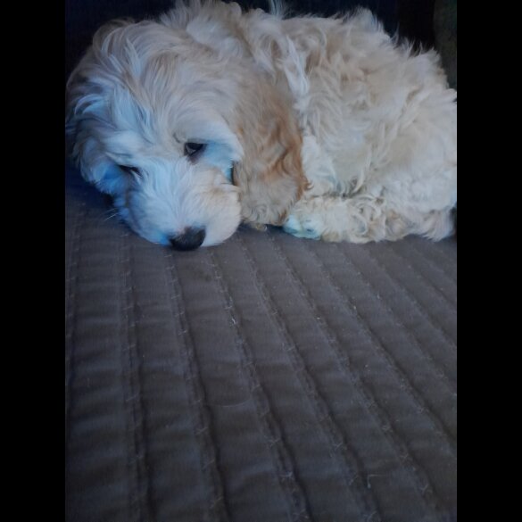 Cockapoo - Both
