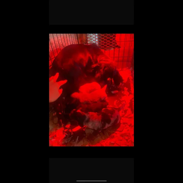 Cocker Spaniel (Working &amp; Show) - Both