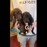 Cocker Spaniel (Working &amp; Show) - Both