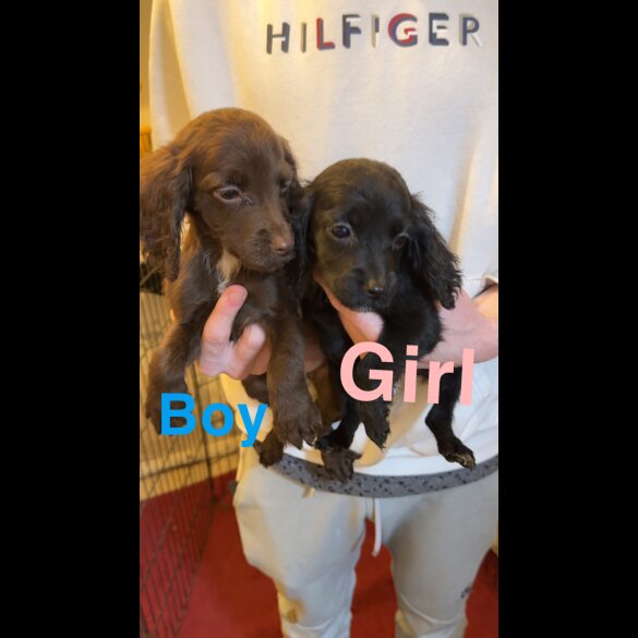 Cocker Spaniel (Working &amp; Show) - Both