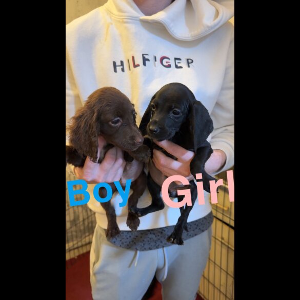 Cocker Spaniel (Working &amp; Show) - Both