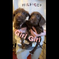 Cocker Spaniel (Working &amp; Show) - Both