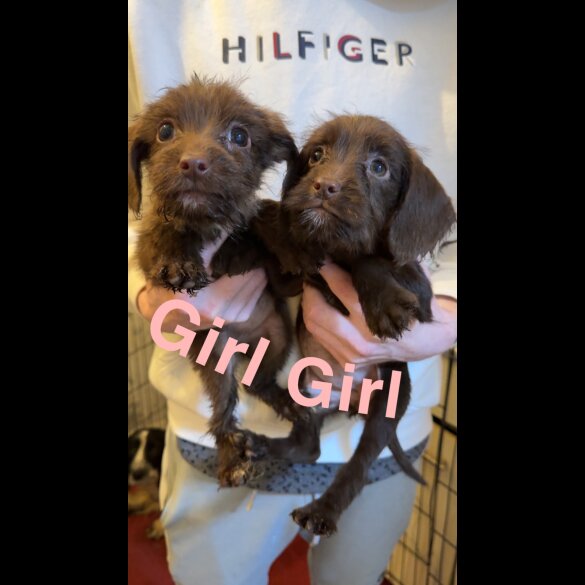 Cocker Spaniel (Working &amp; Show) - Both