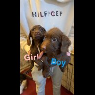 Cocker Spaniel (Working &amp; Show) - Both
