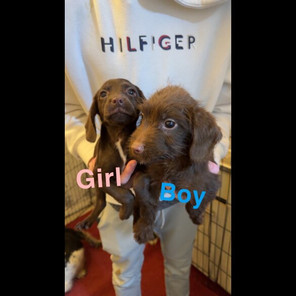 Cocker Spaniel (Working &amp; Show) - Both
