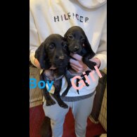 Cocker Spaniel (Working &amp; Show) - Both