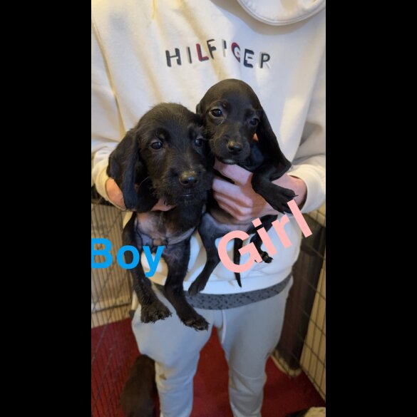 Cocker Spaniel (Working &amp; Show) - Both