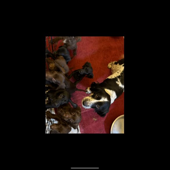Cocker Spaniel (Working &amp; Show) - Both