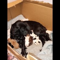 Cocker Spaniel (Working &amp; Show) - Both
