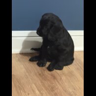 Cocker Spaniel (Working &amp; Show) - Both