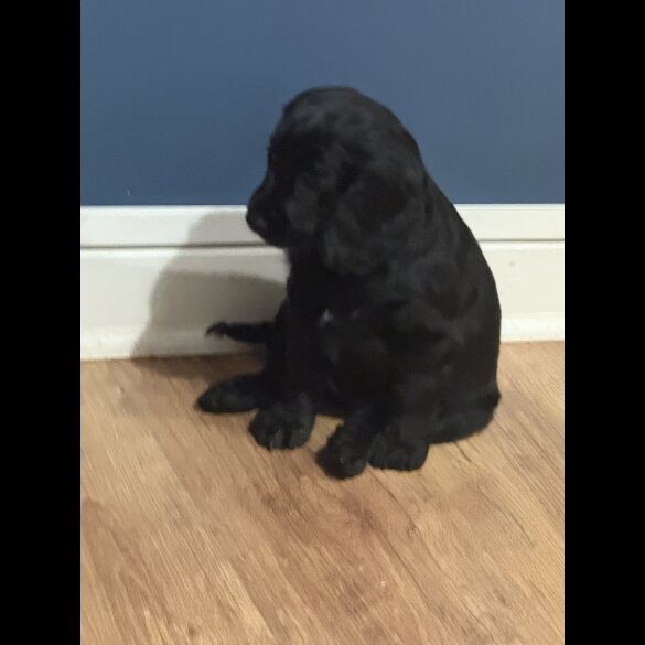 Cocker Spaniel (Working &amp; Show) - Both