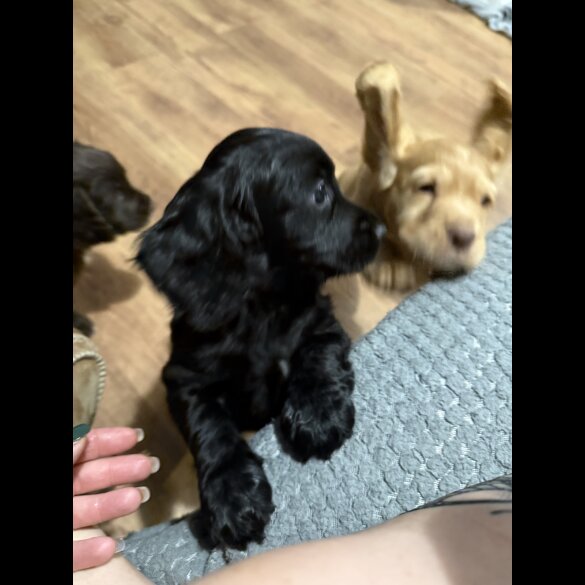 Cocker Spaniel (Working &amp; Show) - Both