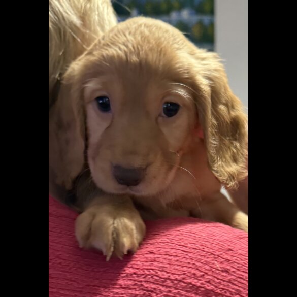 Cocker Spaniel (Working &amp; Show) - Both