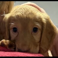 Cocker Spaniel (Working &amp; Show) - Both