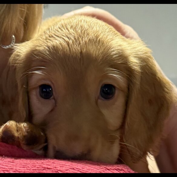 Cocker Spaniel (Working &amp; Show) - Both