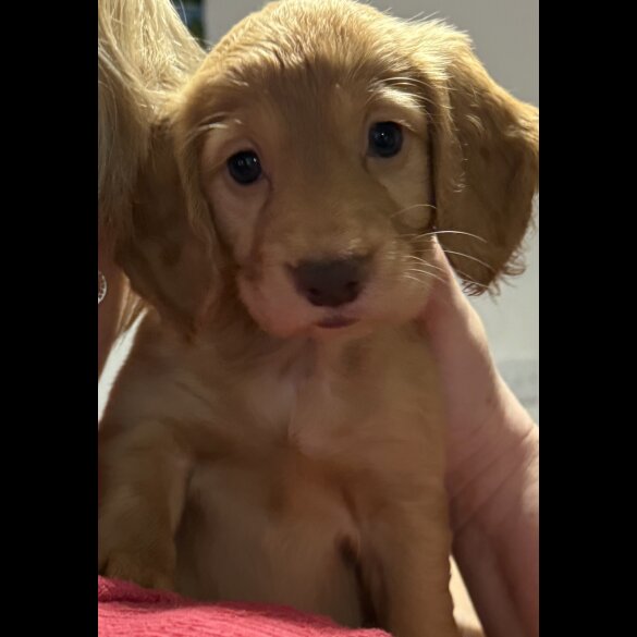 Cocker Spaniel (Working &amp; Show) - Both