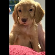 Cocker Spaniel (Working &amp; Show) - Both