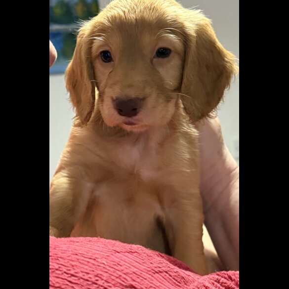 Cocker Spaniel (Working &amp; Show) - Both