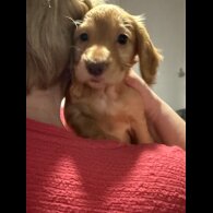 Cocker Spaniel (Working &amp; Show) - Both