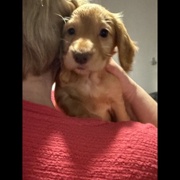 Cocker Spaniel (Working &amp; Show) - Both