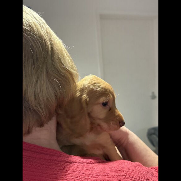 Cocker Spaniel (Working &amp; Show) - Both
