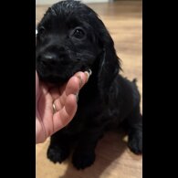 Cocker Spaniel (Working &amp; Show) - Both