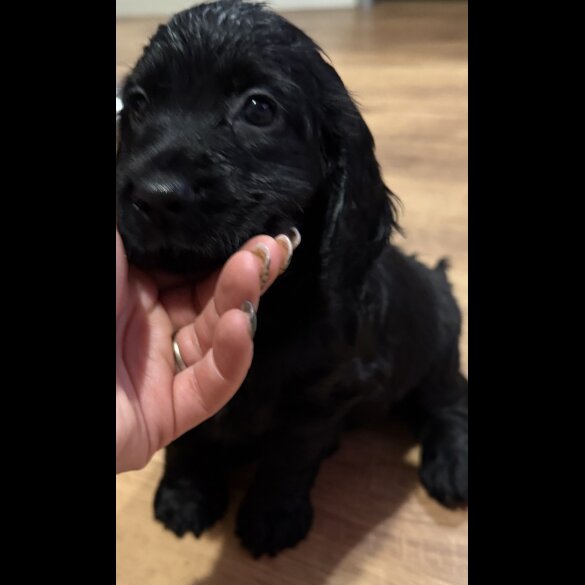 Cocker Spaniel (Working &amp; Show) - Both