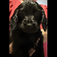 Cocker Spaniel (Working &amp; Show) - Both