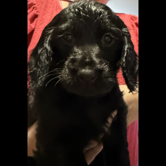 Cocker Spaniel (Working &amp; Show) - Both