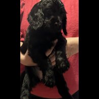 Cocker Spaniel (Working &amp; Show) - Both