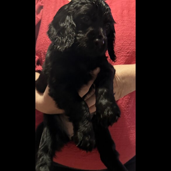 Cocker Spaniel (Working &amp; Show) - Both