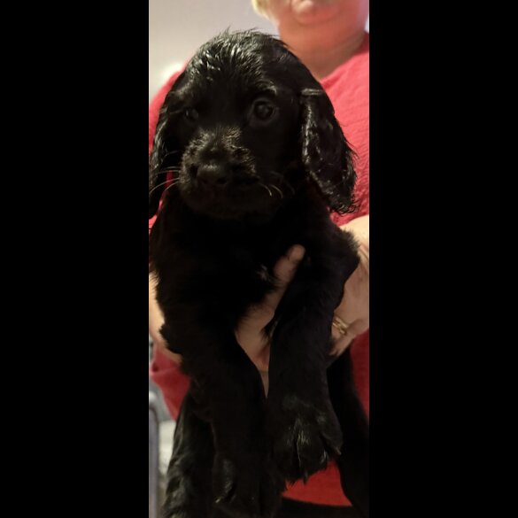 Cocker Spaniel (Working &amp; Show) - Both