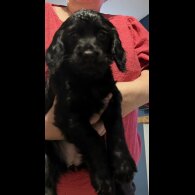 Cocker Spaniel (Working &amp; Show) - Both