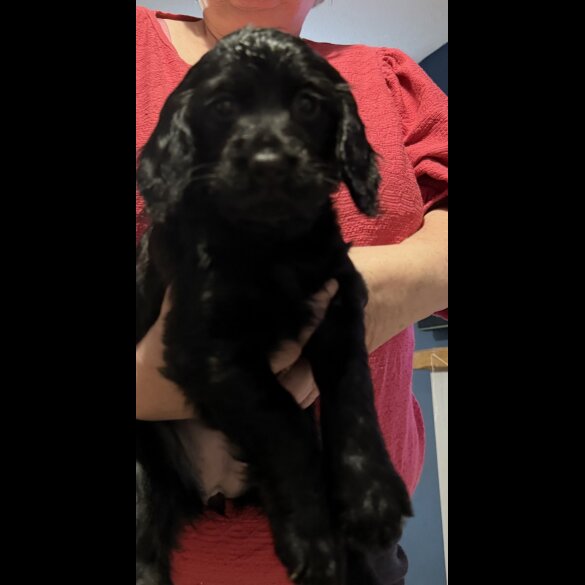 Cocker Spaniel (Working &amp; Show) - Both