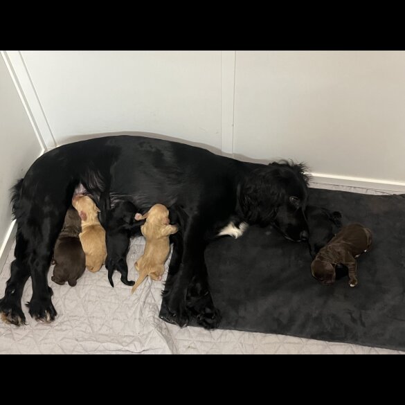Cocker Spaniel (Working &amp; Show) - Both