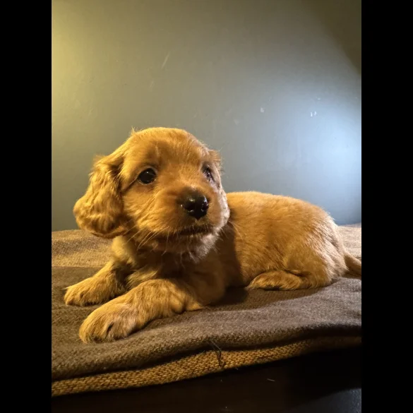 Maltipoo - Both