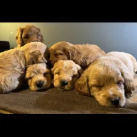 Maltipoo - Both