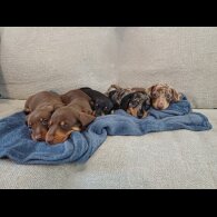 Dachshund (Standard &amp; Miniature) - Bitches
