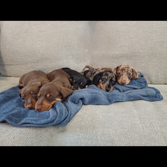 Dachshund (Standard &amp; Miniature) - Bitches
