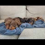Dachshund (Standard &amp; Miniature) - Bitches